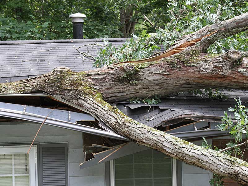 A large tree that has fallen over and has majorly damaged a residential roof